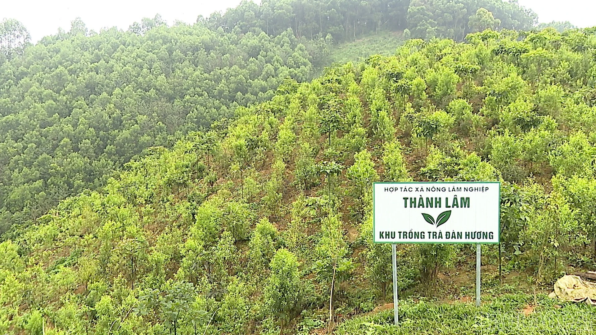 Mô hình trồng cây đàn hương của Hợp tác xã Nông Lâm nghiệp Thành Lâm tại thôn Làng Lạnh, xã Cảm Nhân.