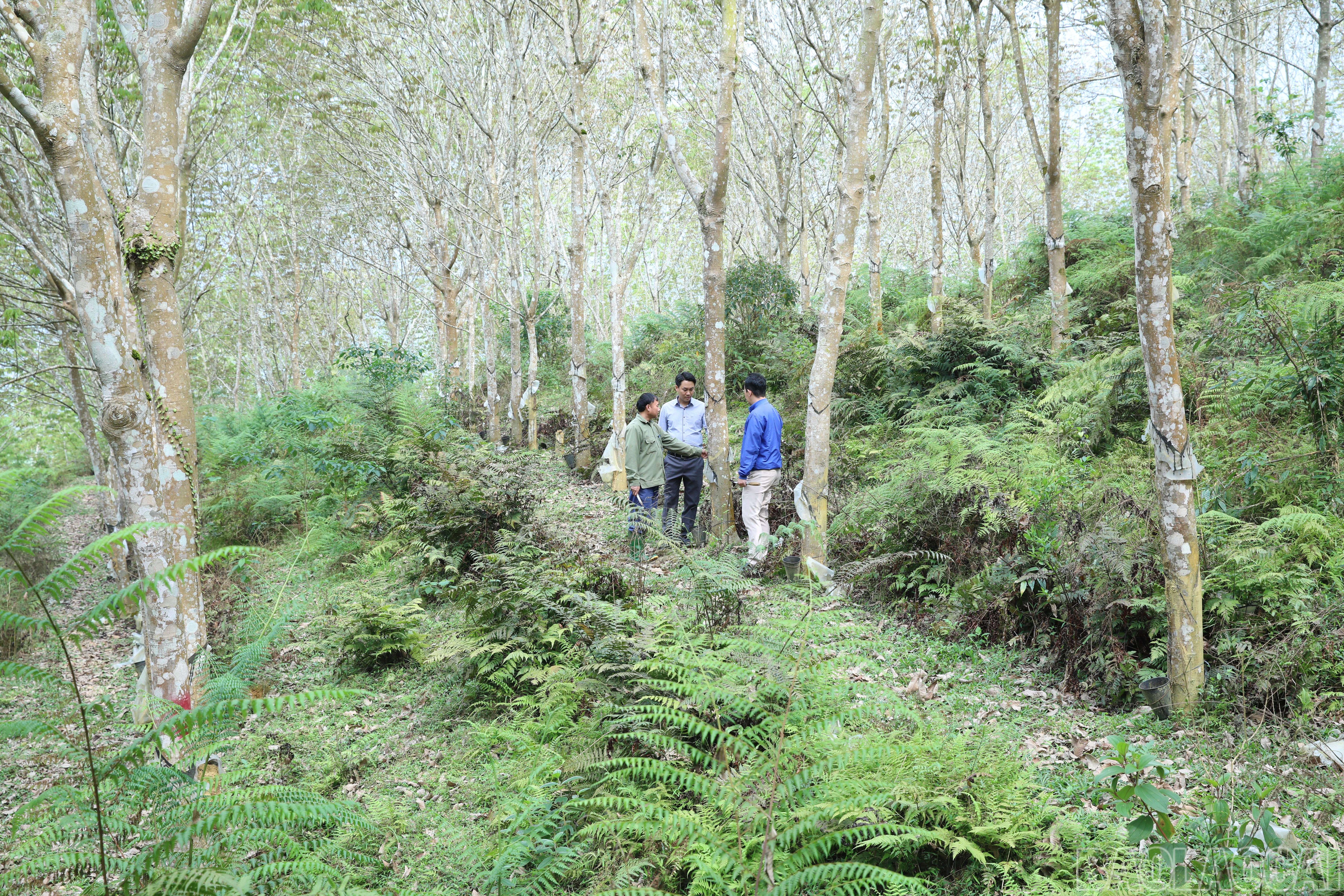 Rubber trees are planted on sloping land in Gia Hoi commune. baolaocai-br_4y3a2627.jpg