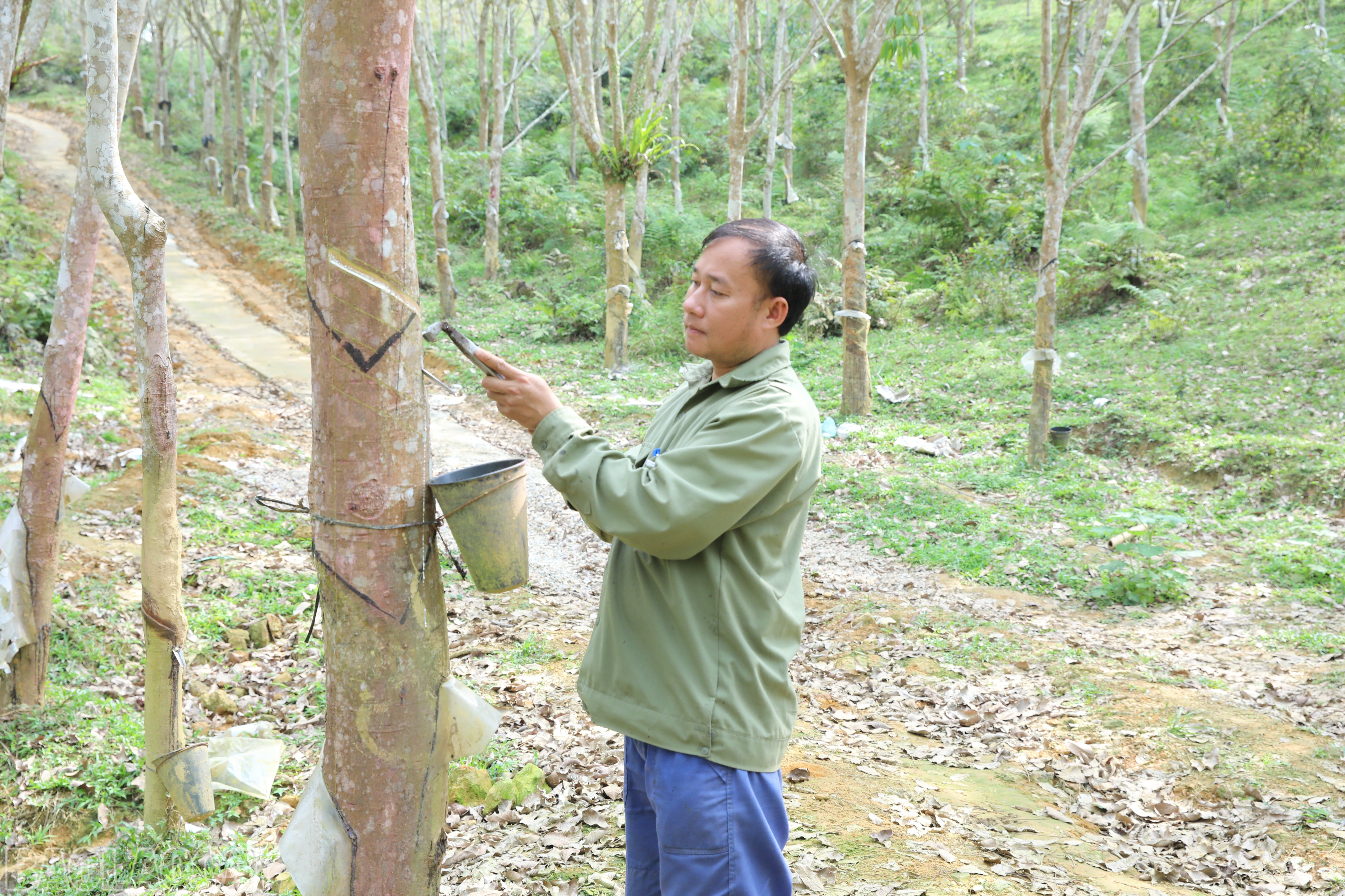 Mr. Lo Van Doi, a worker at Yen Bai Rubber Joint Stock Company, is harvesting rubber latex. baolaocai-bl_anh-lap.jpg
