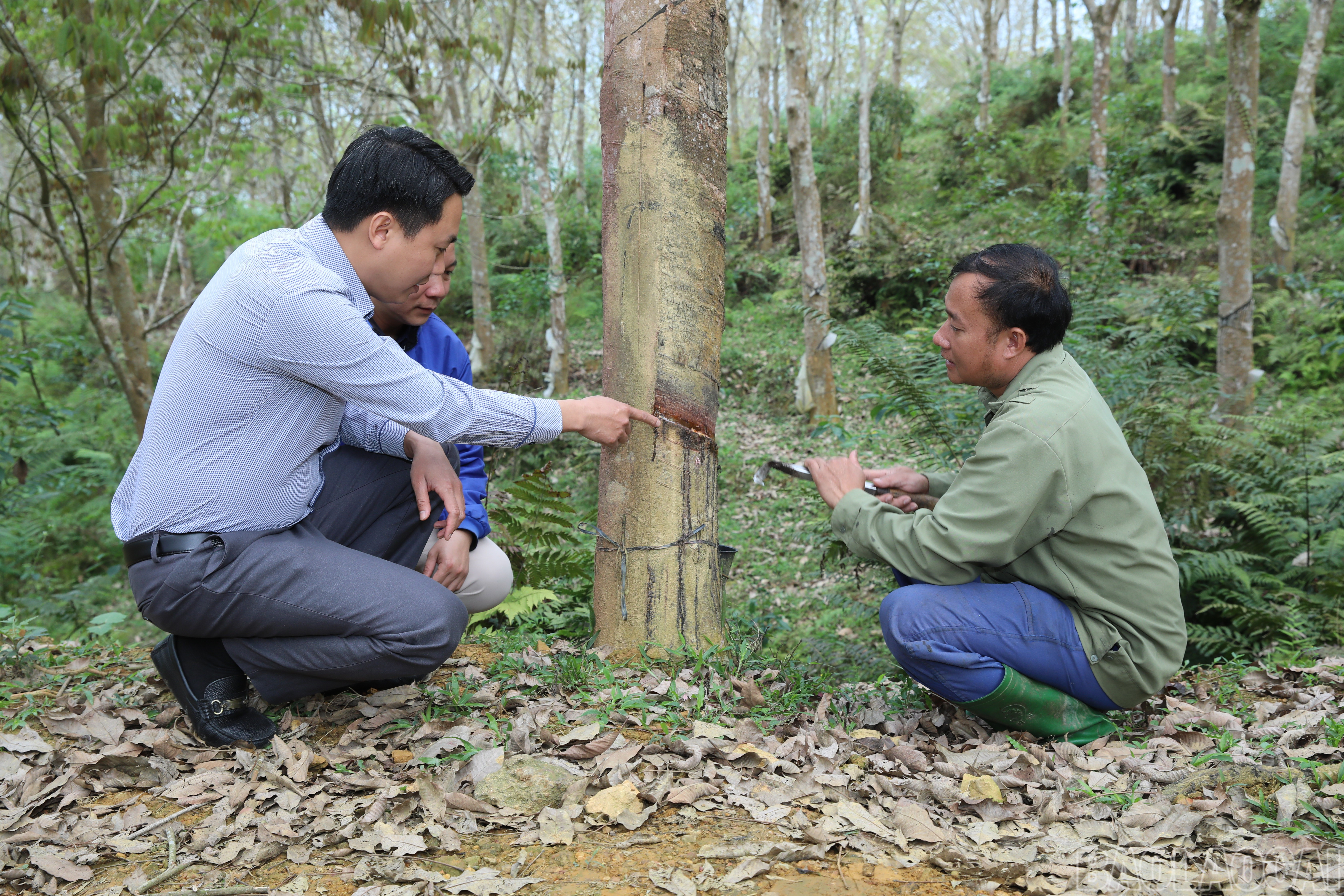 Inspect the tapping cut before tapping the latex. baolaocai-br_4y3a2598.jpg