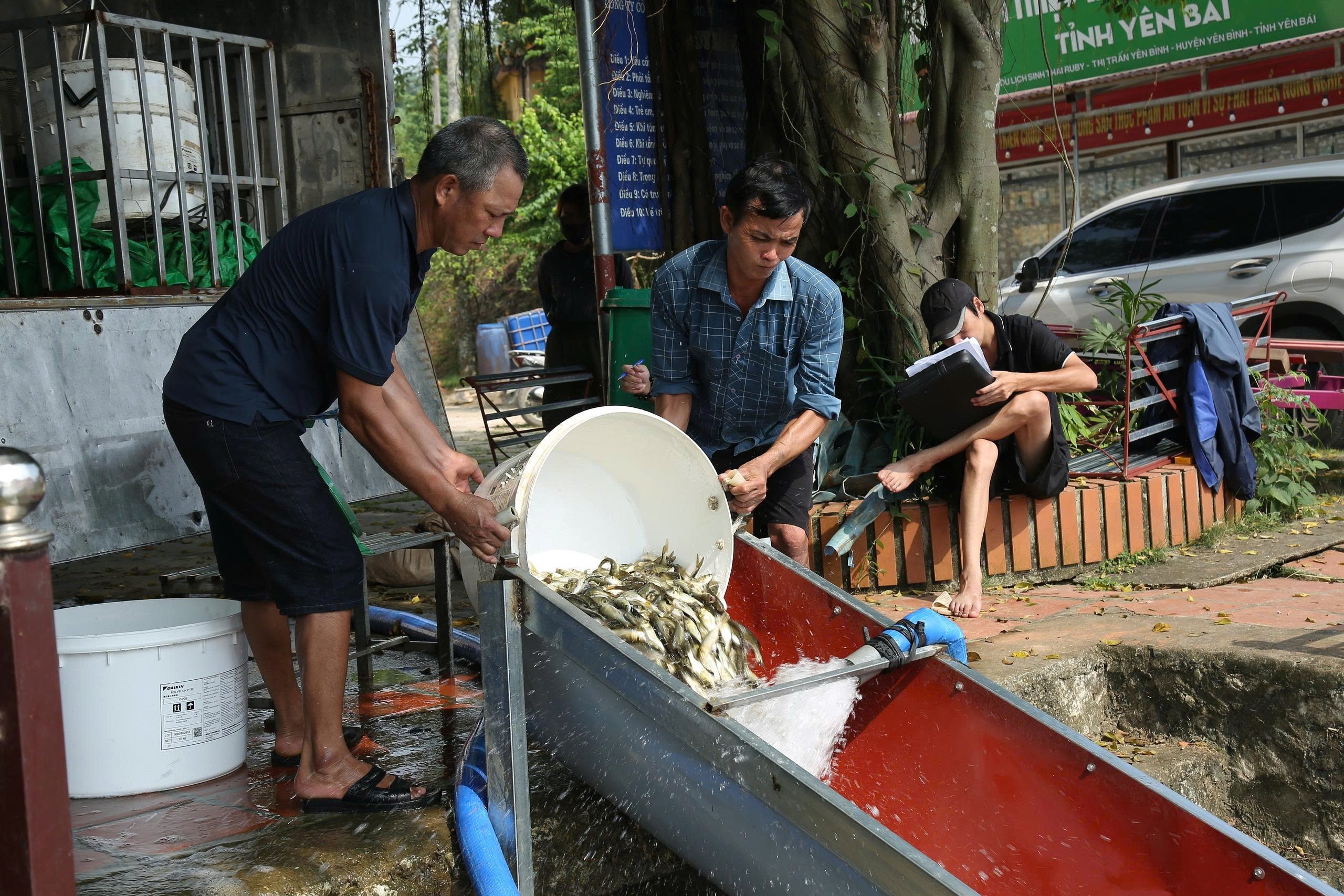 Công nhân Công ty Cổ phần Nuôi trồng và Chế biến Thủy sản Việt Nam thả cá xuống hồ Thác Bà. zalo-67150619666584.jpg