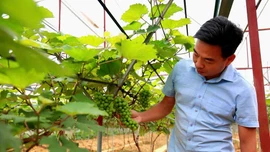 Giấc mơ nông nghiệp bền vững giữa lòng hồ Thác Bà
