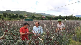 Mô hình liên kết trồng hoa hồng ở xã Nậm Khắt - xã NTM đầu tiên của huyện Mù Cang Chải mang lại nhiều việc làm, thu nhập ổn định cho người dân địa phương. 