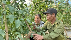 Yen Bai Farmers Actively Grow Vegetables Using Safe Practices