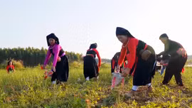 Yen Bai Leverages the Cultural Heritage of Ethnic Groups to Develop Tourism