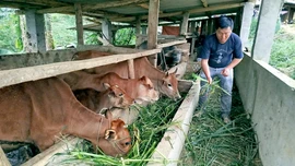 Được tiếp sức từ các chính sách hỗ trợ, nhiều hộ dân trên địa bàn tỉnh đã mạnh dạn đầu tư chăn nuôi, trồng rừng để vươn lên phát triển kinh tế, giảm nghèo vững.