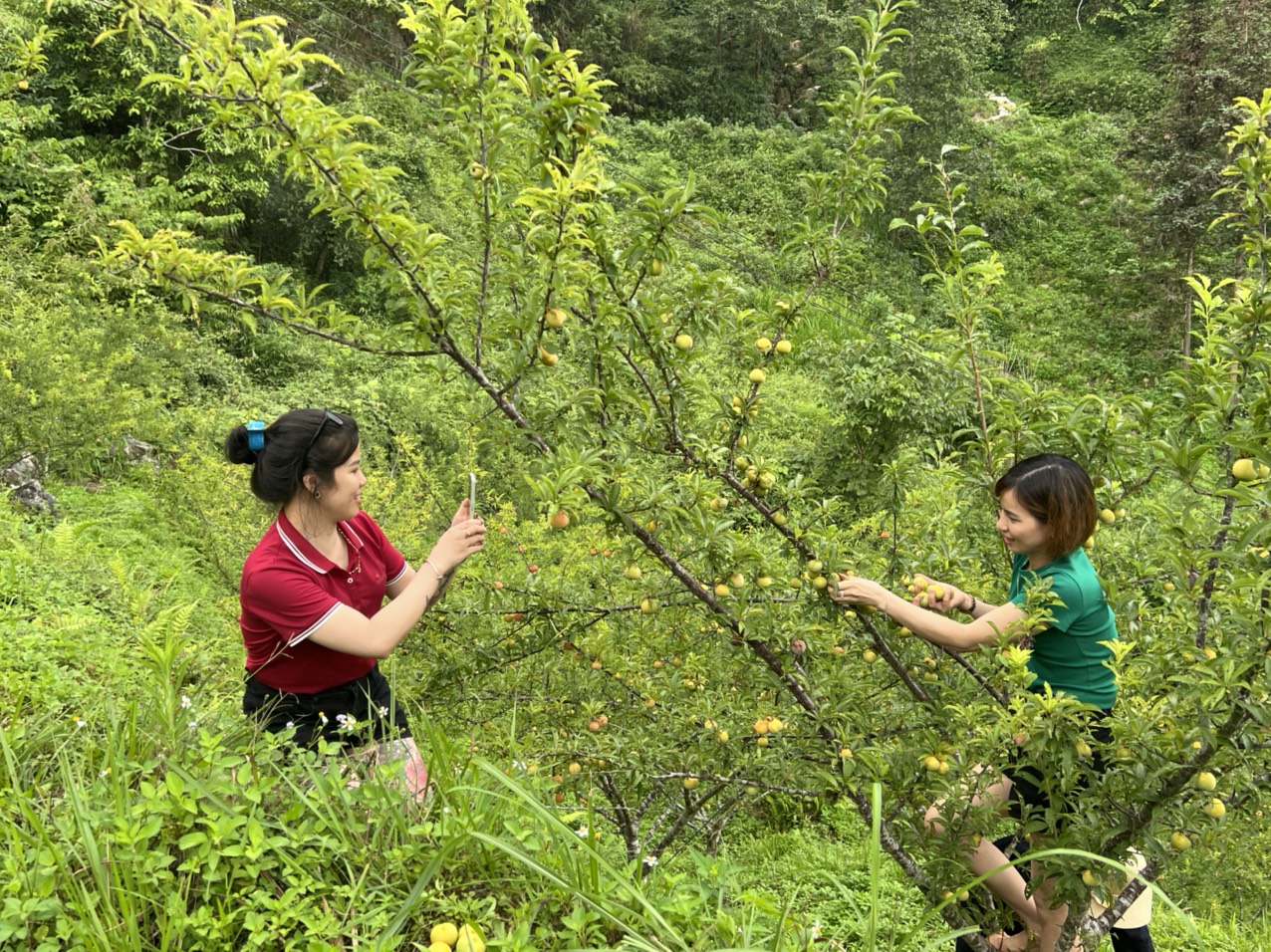 Du khách tham quan, trải nghiệm hái mận tại vườn mận gia đình anh Giàng A Sủ. du khach tham quan và trai nghiệm thu hoach man (4).jpg