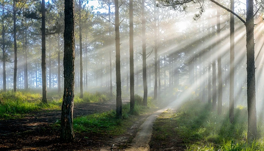 Nghiêng nghiêng rừng chiều