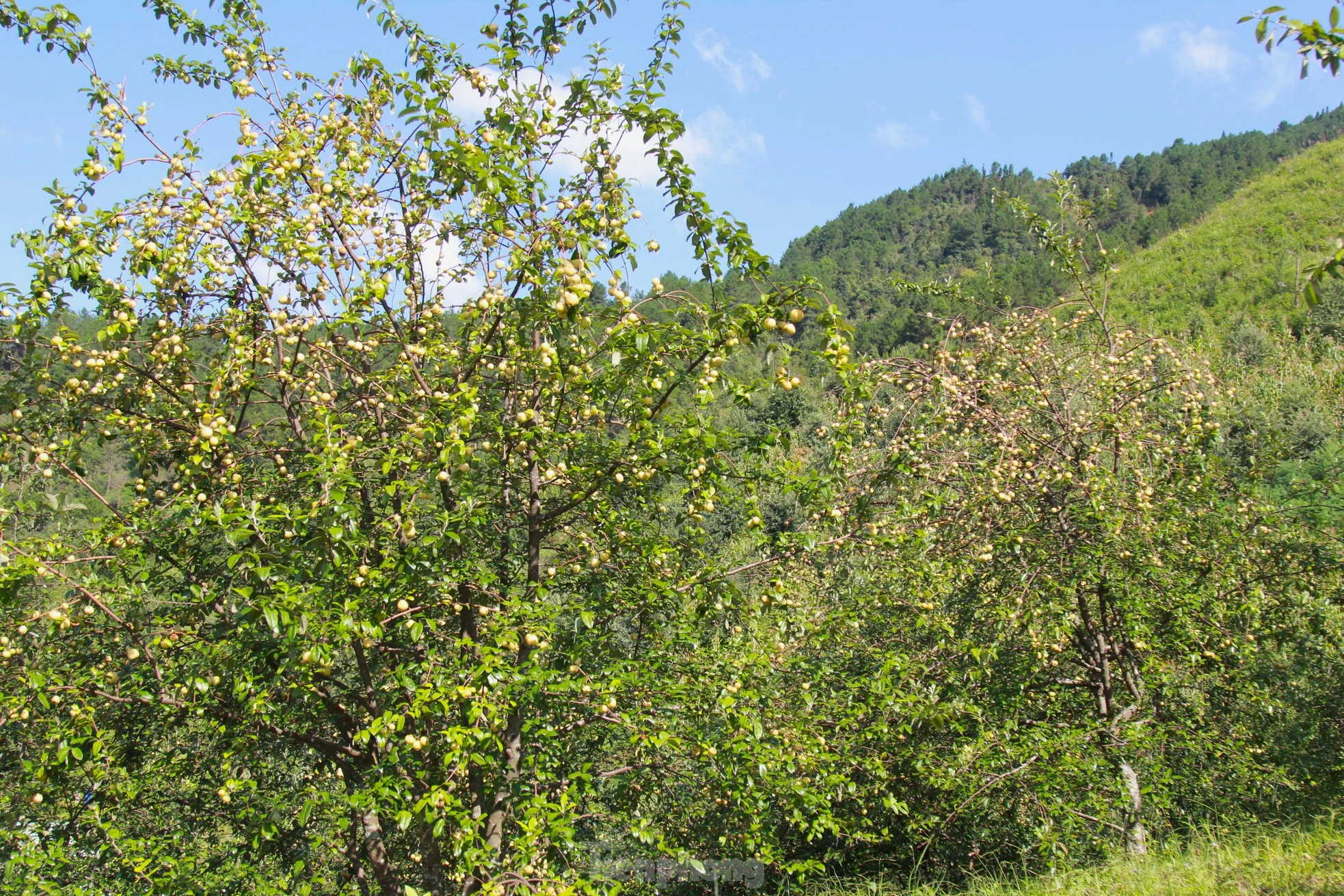 Quả sơn tra được người vùng cao Mù Cang Chải gọi với cái tên giản dị mà chân thật là quả táo Mèo hay quả "chua chát". Trên địa bàn huyện hiện có trên 6.000 ha cây sơn tra, trong đó trên 3.000 ha đã cho thu hoạch với sản lượng 3.000 tấn mỗi năm.