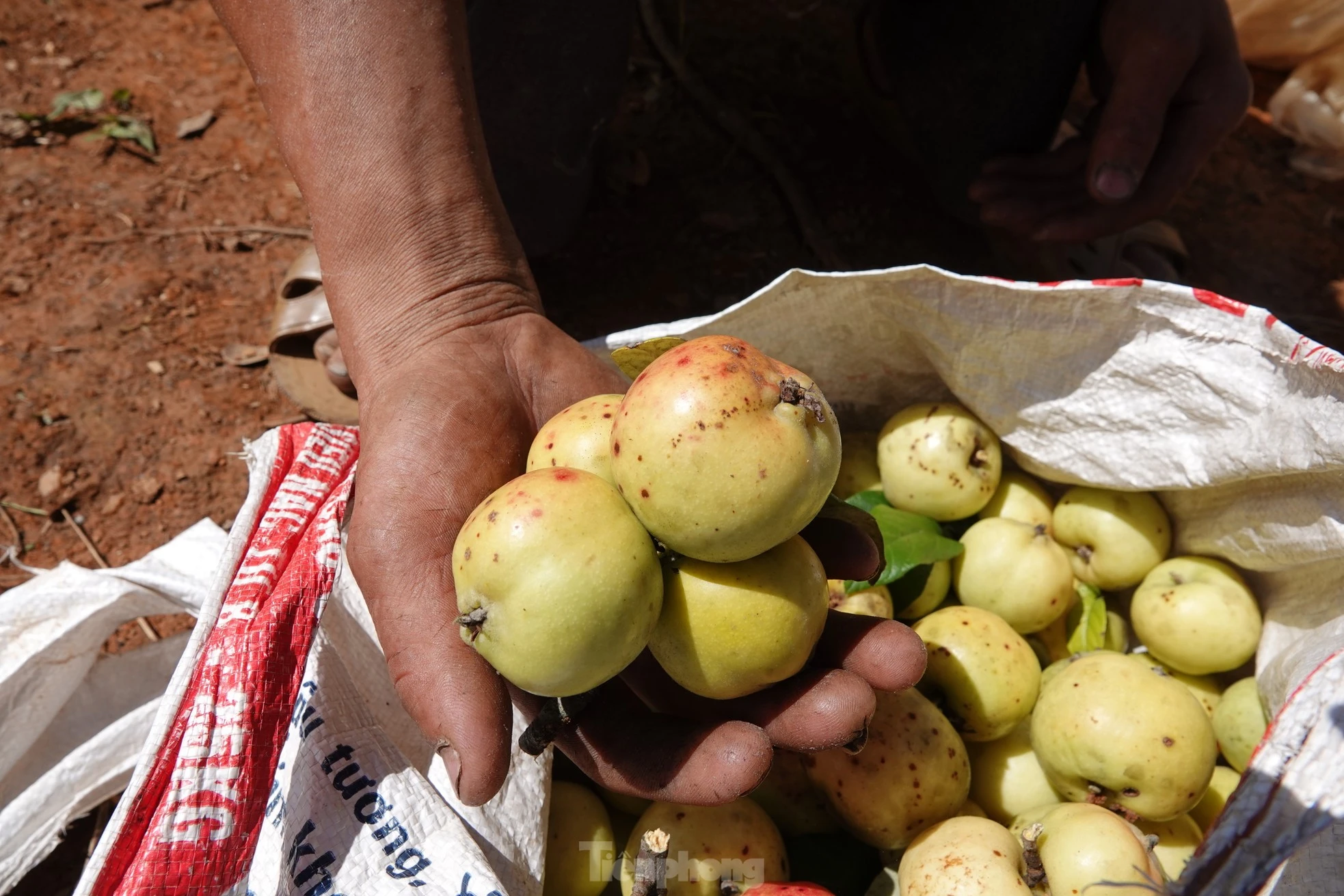 Để khắc phục, huyện đẩy mạnh việc liên kết tiêu thụ với các nhà phân phối, bán hàng tại các trung tâm, thành phố, thành lập tổ hợp tác xã thu mua và chế biến sản phẩm quả sơn tra trên địa bàn huyện.