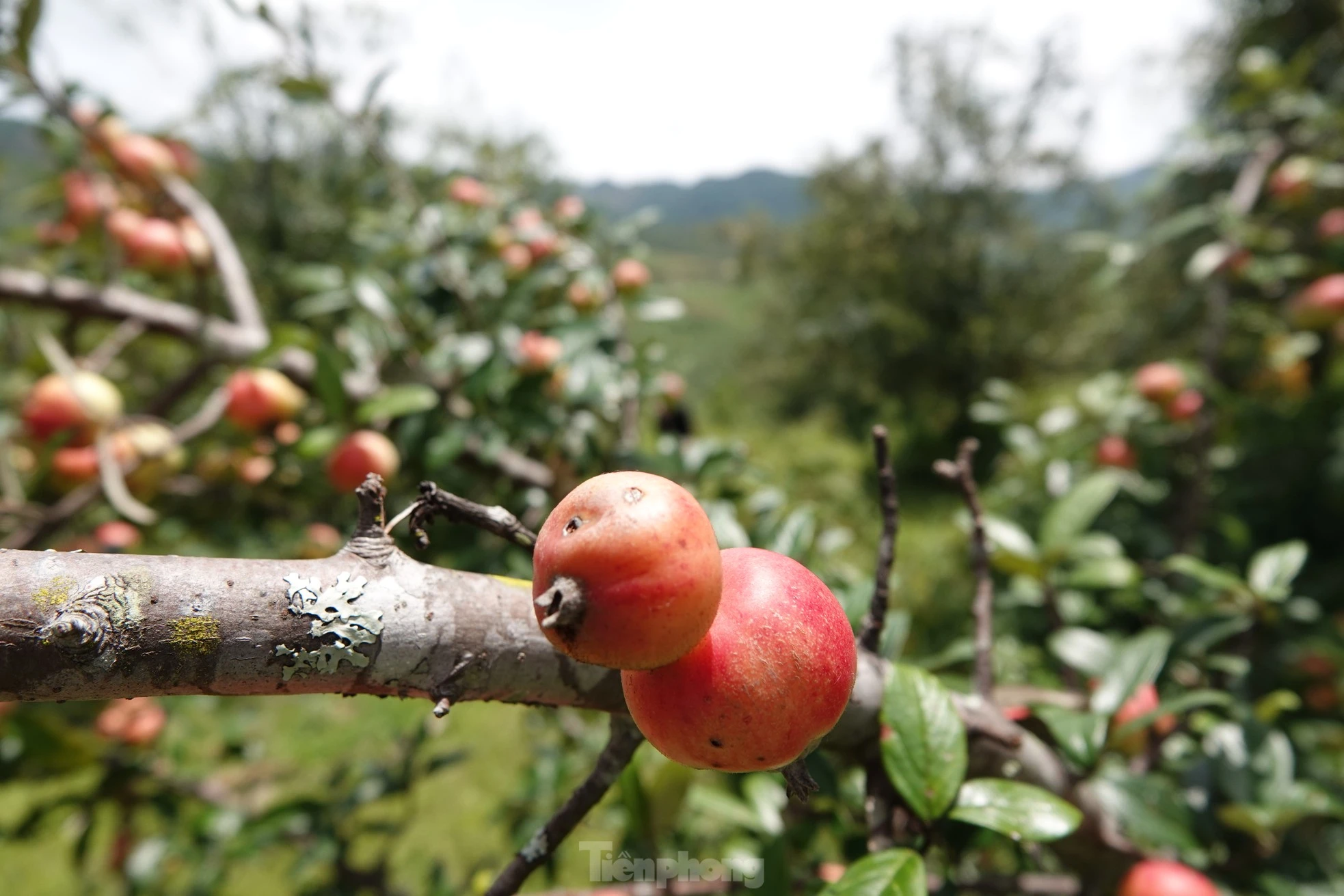 Những ngày đầu tháng 9, trên khắp các dải núi cao của huyện, bà con tấp nập thu hoạch quả sơn tra. Từng đoàn xe máy chở những bao tải quả sơn tra đi lại nhộn nhịp.