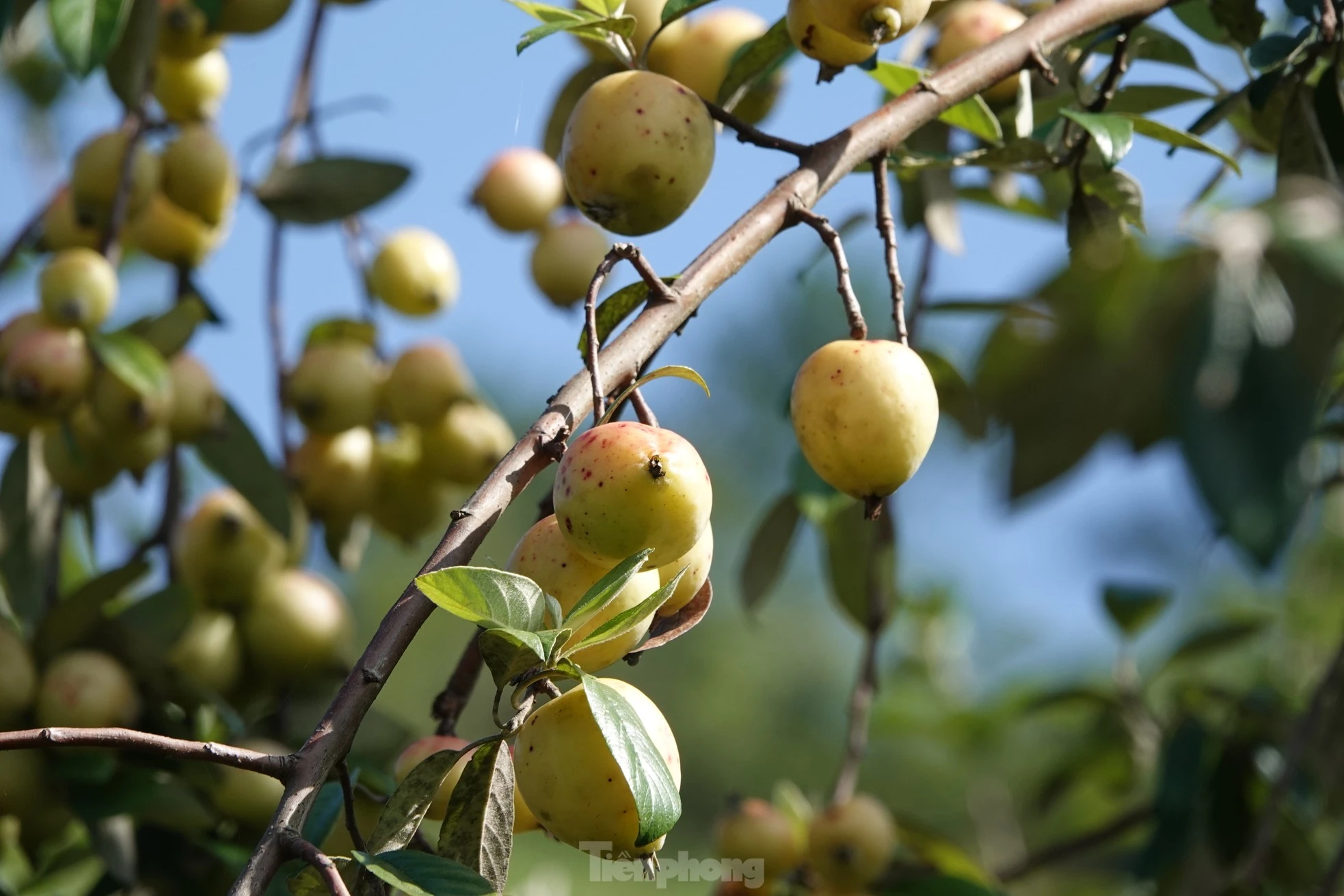 Tại bản Trống Khua, xã Lao Chải, ngay từ sáng sớm, gia đình chị Sùng Thị Bla mang theo cơm nắm lên rừng để thu hoạch quả.