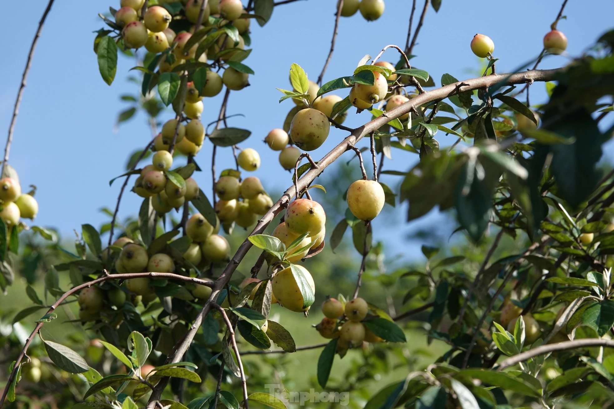 Chị Sùng Thị Bla kể gia đình tôi có gần 2 ha cây sơn tra đã cho thu hoạch. Năm nào cũng vậy, cứ đến mùa thu hoạch là tôi phải huy động cả nhà, rồi nhờ anh em trong bản đến thu hoạch giúp cho kịp thời vụ.
