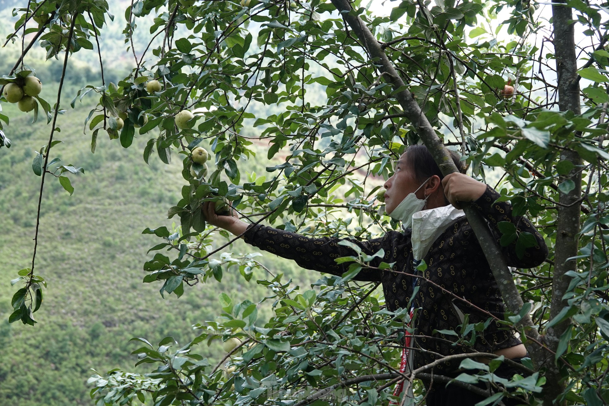Anh Giàng A Ký (ở xã Lao Chải) cho biết năm nay quả sơn tra giá bán trung bình khoảng 5 nghìn đồng/kg, thu nhập khoảng 300.000 đồng/ngày. Anh Giàng A Ký (ở xã Lao Chải) cho biết năm nay quả sơn tra giá bán trung bình khoảng 5 nghìn đồng/kg, thu nhập khoảng 300.000 đồng/ngày.