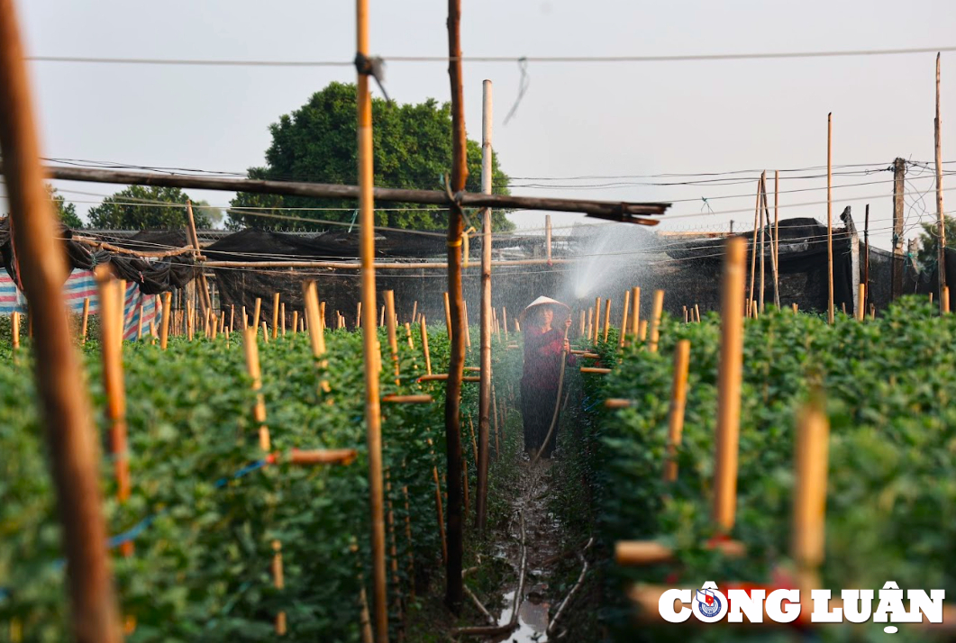 Người dân Tây Tựu chăm sóc hoa rất kỹ lưỡng, trong ngày thường tưới hoa vào sáng sớm và cuối chiều để cung cấp thêm độ ẩm cho đất. Người dân Tây Tựu chăm sóc hoa rất kỹ lưỡng, trong ngày thường tưới hoa vào sáng sớm và cuối chiều để cung cấp thêm độ ẩm cho đất.