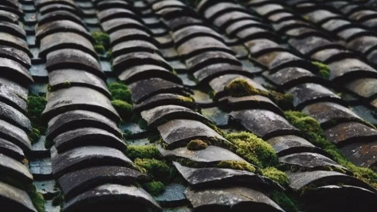 Những mái ngói rêu phong.