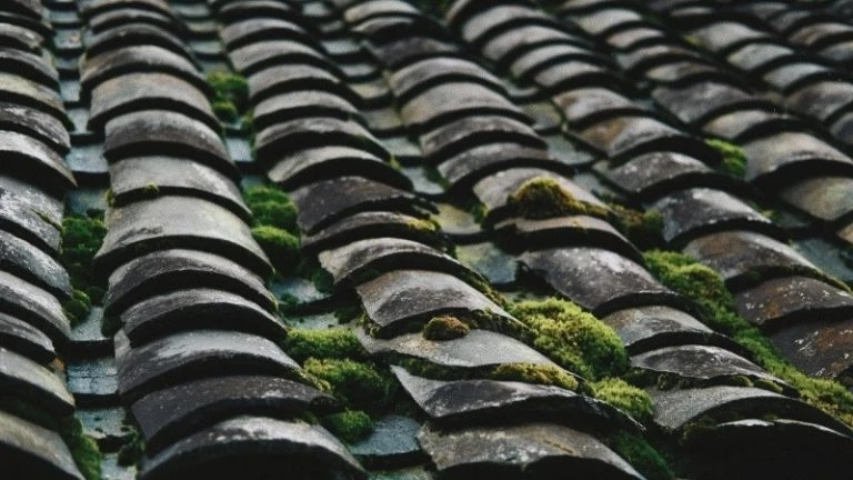 Những mái ngói rêu phong.