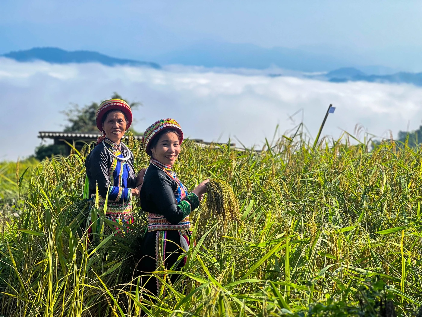 Vừa săn mây vừa trải nghiệm gặt lúa Nếp Tài.