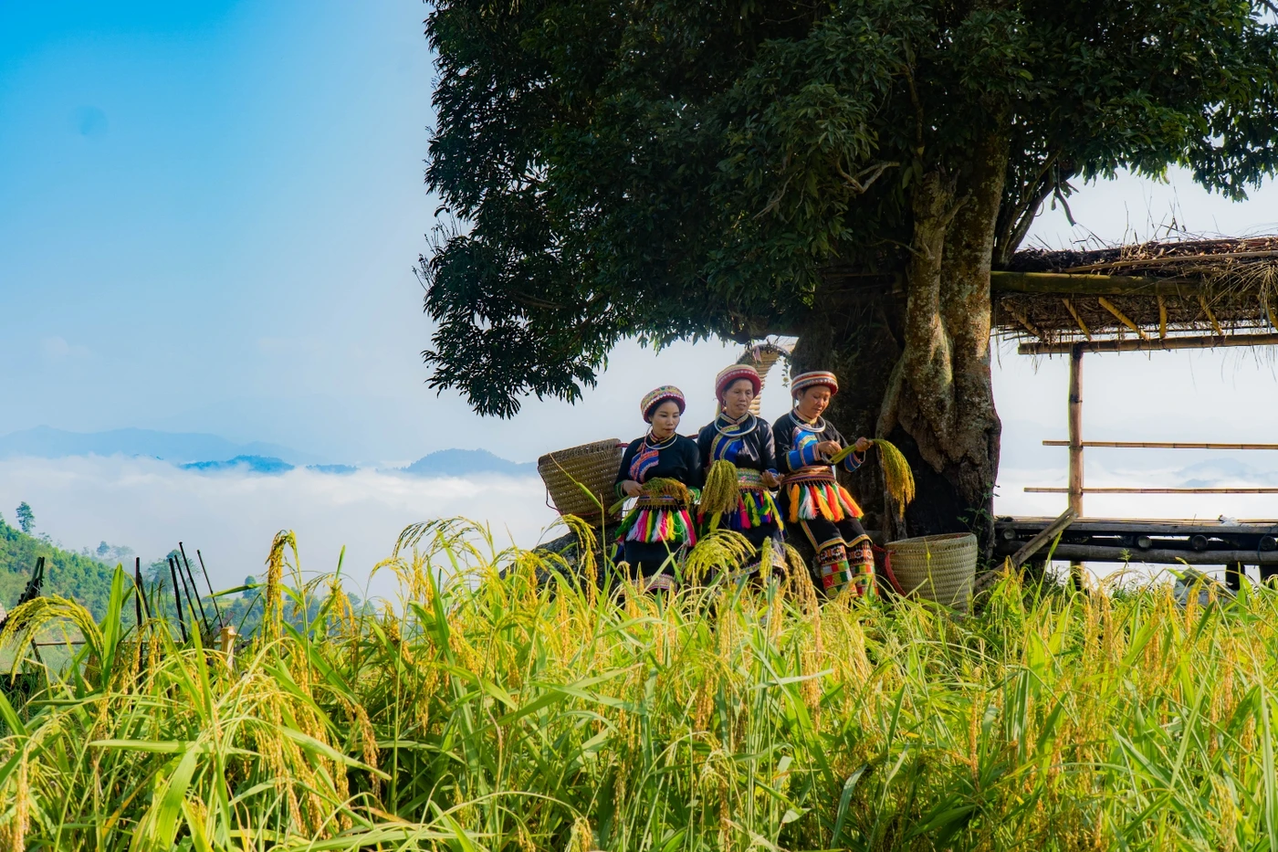 Những đồng lúa Nếp Tài cao hơn cả "biển mây".