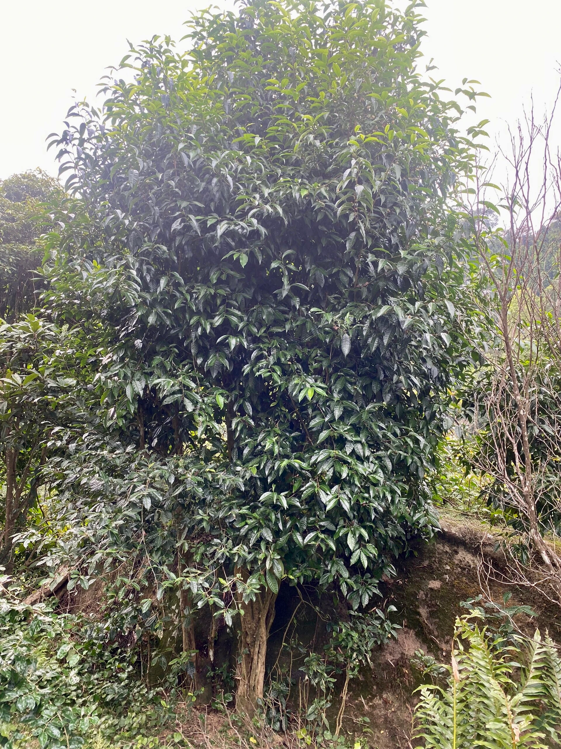 Xã Thẳm Dương có gần 2.000 cây chè cổ thụ (1).jpg