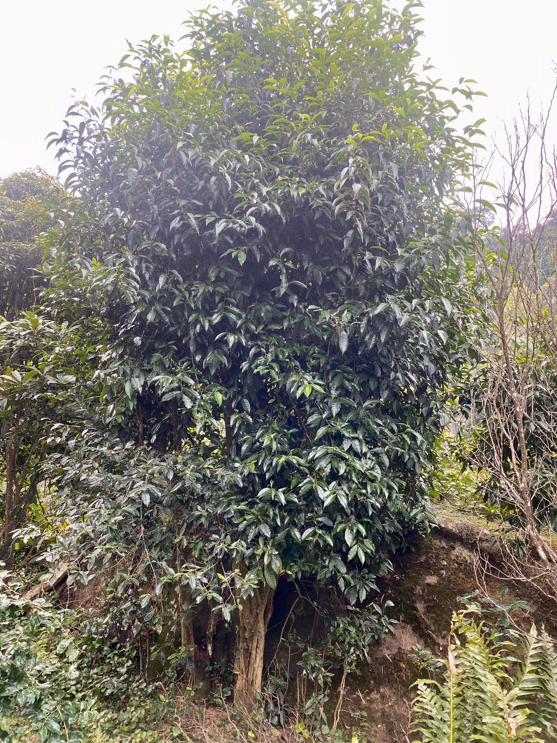 Xã Thẳm Dương có gần 2.000 cây chè cổ thụ (1).jpg