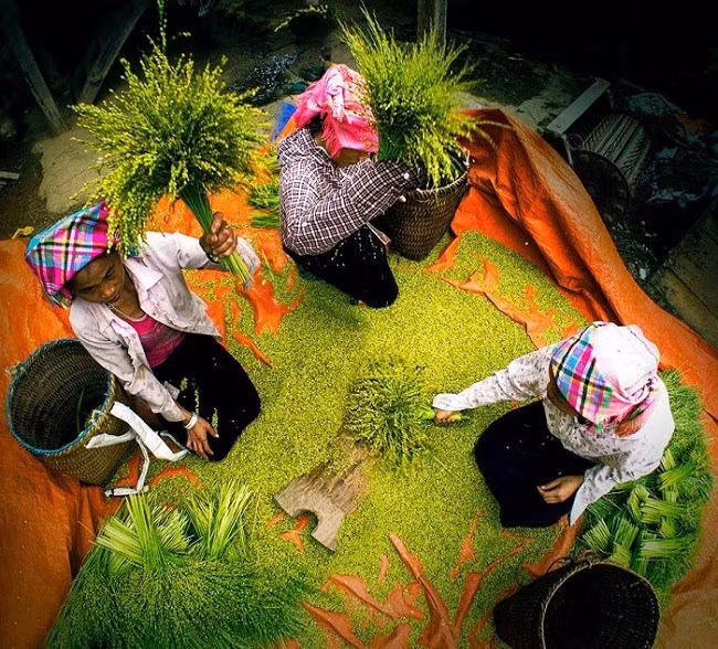 Làm cốm Tú Lệ ở Yên Bái.