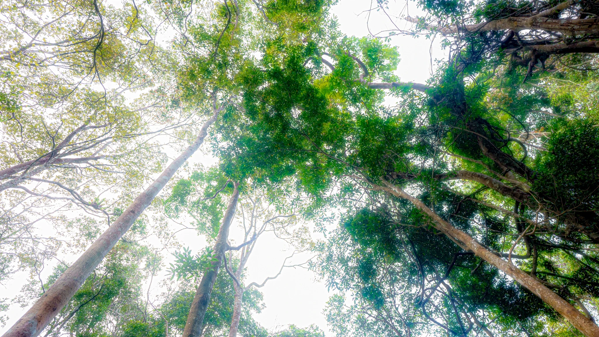 Thác nước đẹp ngoạn mục giữa đại ngàn Gia Lai ảnh 17