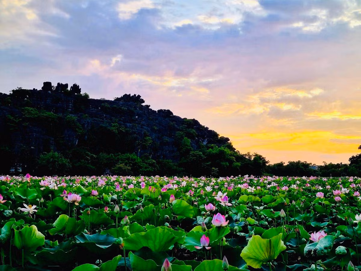 Hồ sen được chụp lúc bình minh.
