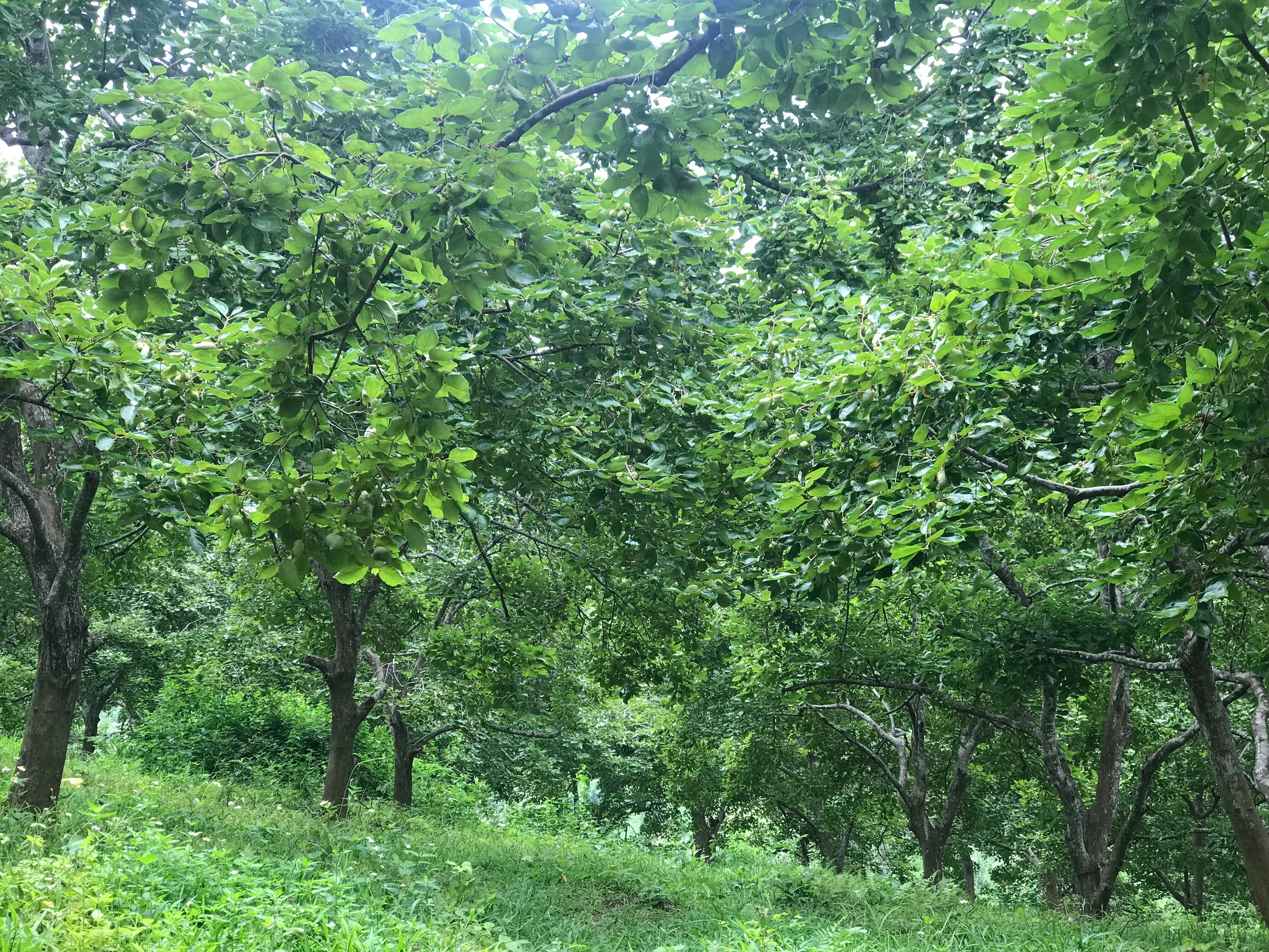 mở rộng diện tích Hồng.jpg