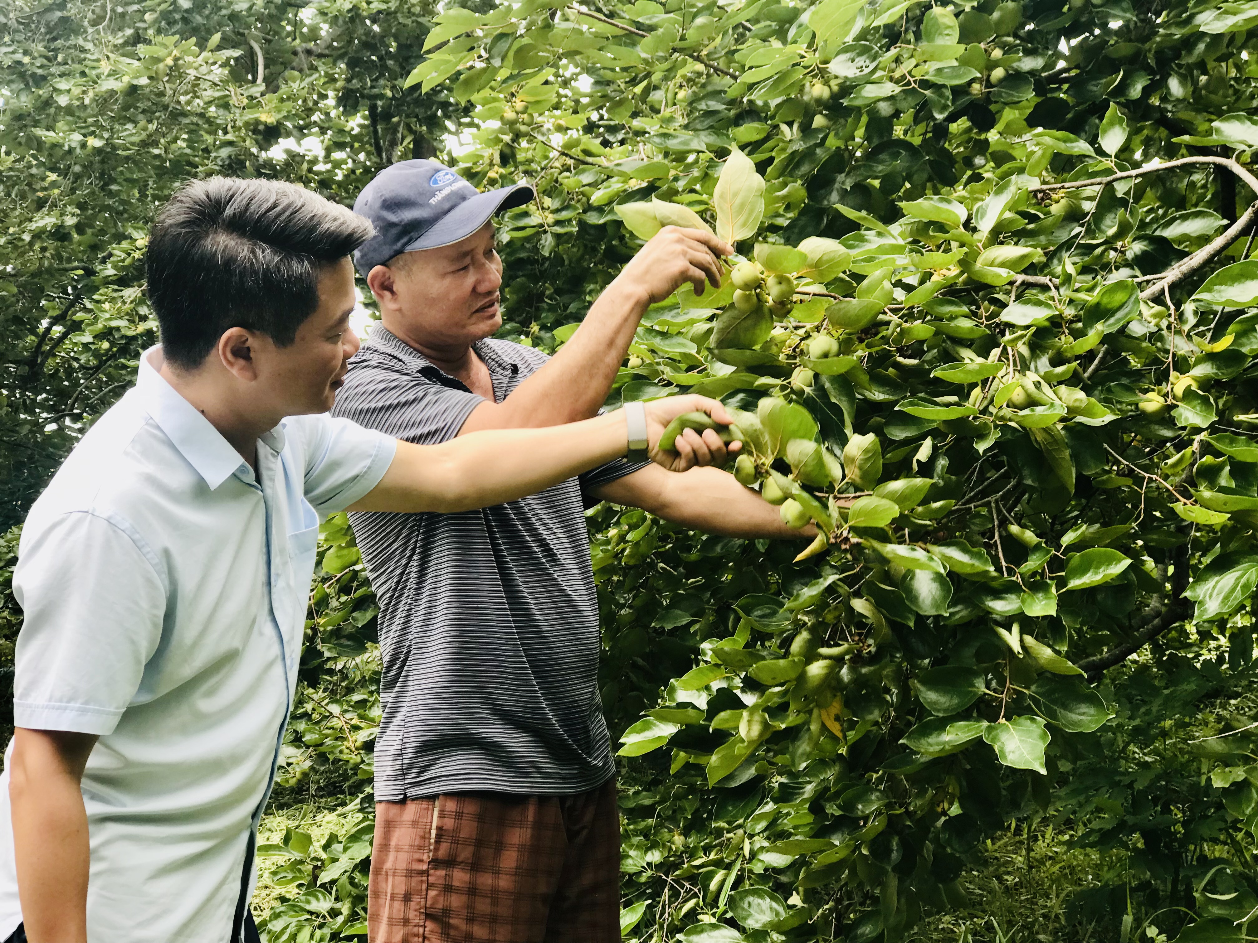 Năm nay, diện tích hồng không hạt của gia đình anh Phạm Văn Lợi rất sai quả. a Lợi và vườn Hồng không hạt.jpg