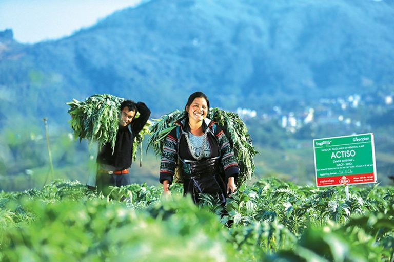 Trồng dược liệu quý mang đến cơ hội làm giàu cho đồng bào dân tộc thiểu số Lào Cai - Ảnh 5.