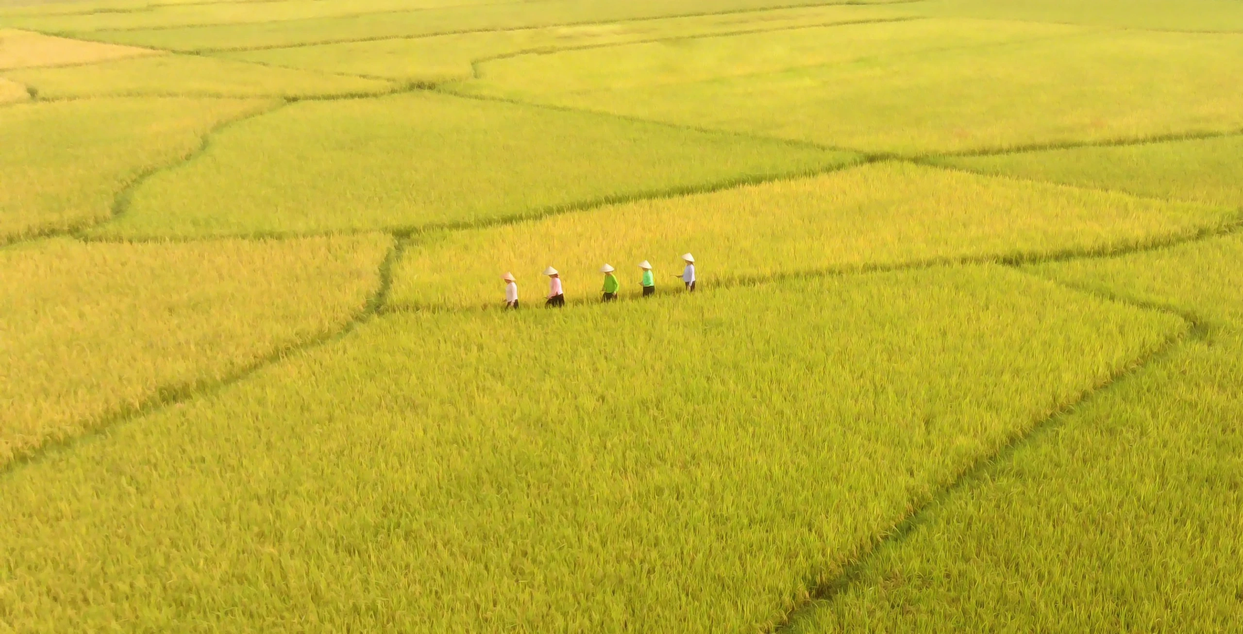 Đi giữa mùa vàng.jpg