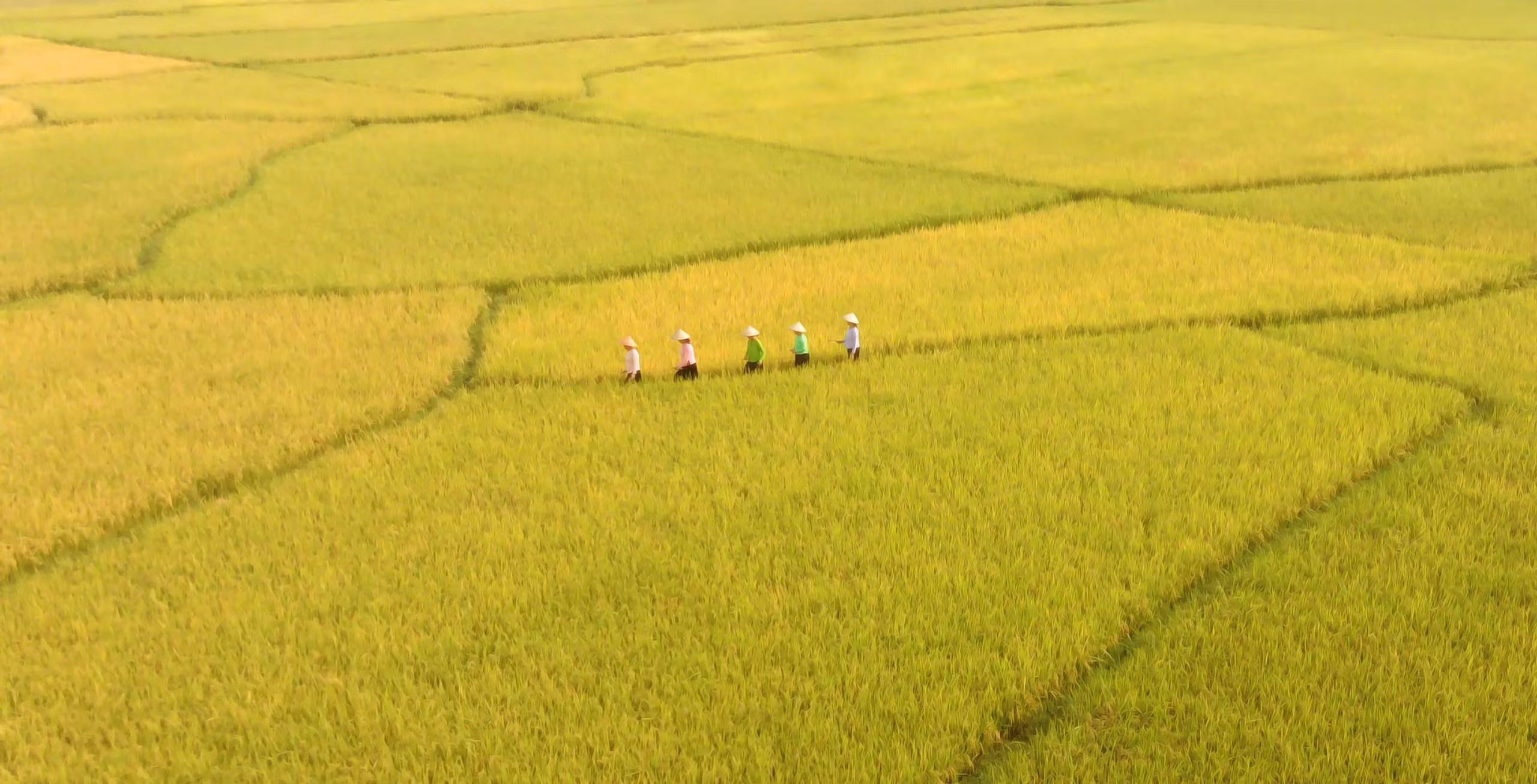 Đi giữa mùa vàng.jpg