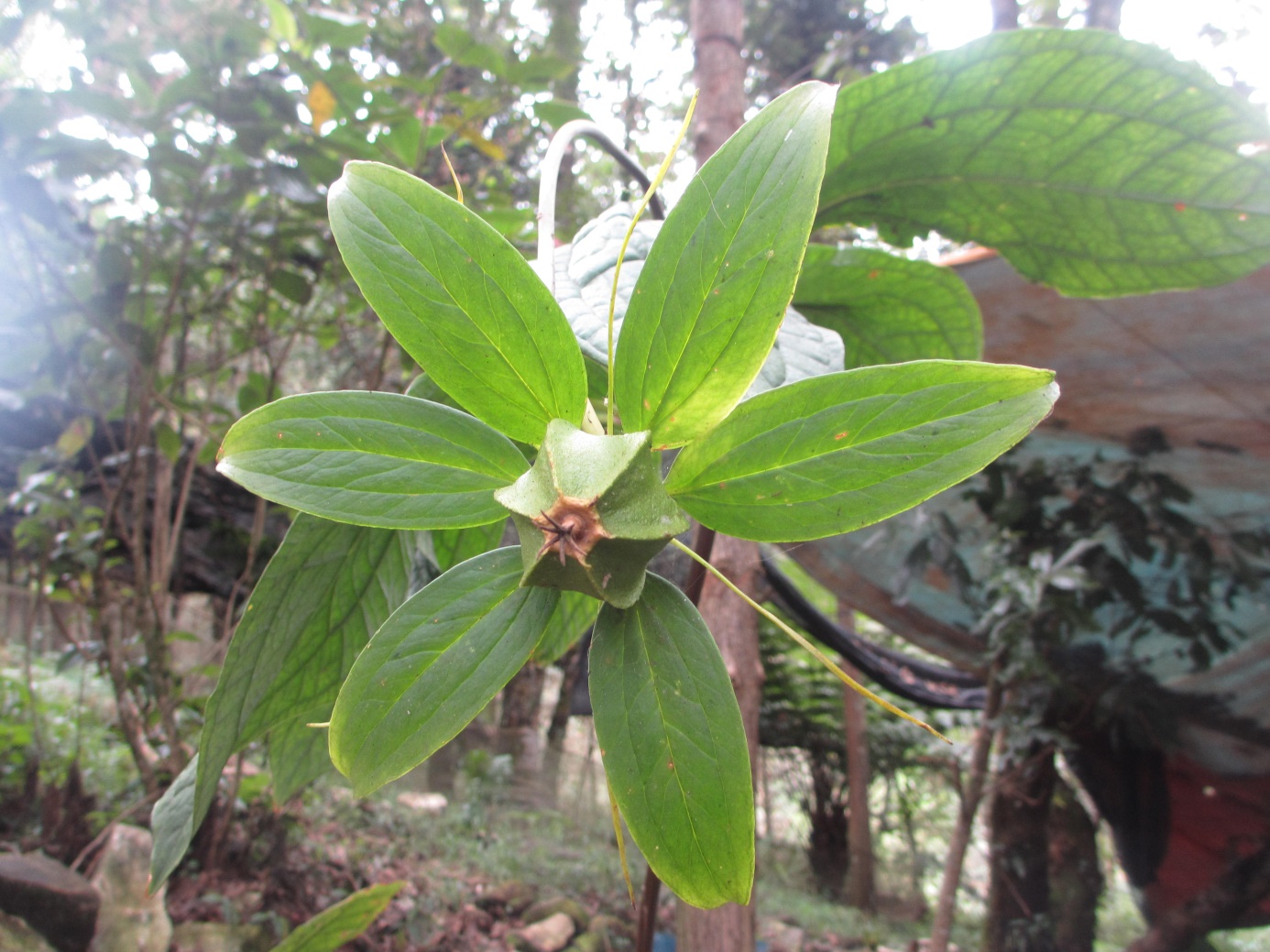 Trồng dược liệu quý mang đến cơ hội làm giàu cho đồng bào dân tộc thiểu số Lào Cai - Ảnh 6.
