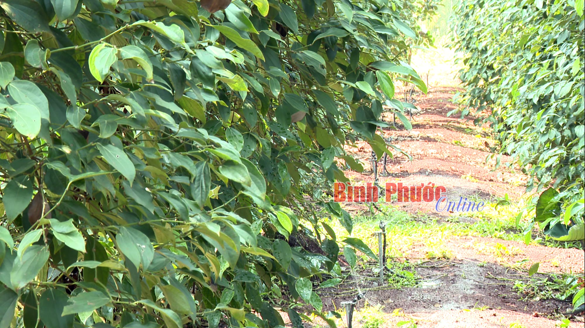 Lợi thế từ chuyển đổi số nông nghiệp ảnh 5