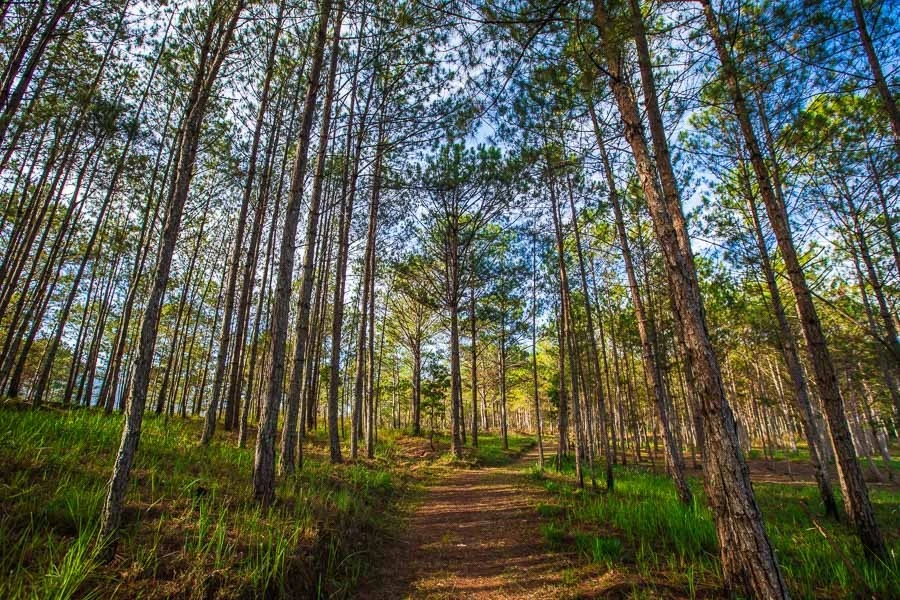 Rừng thông đẹp như tranh ở Đà Lạt.