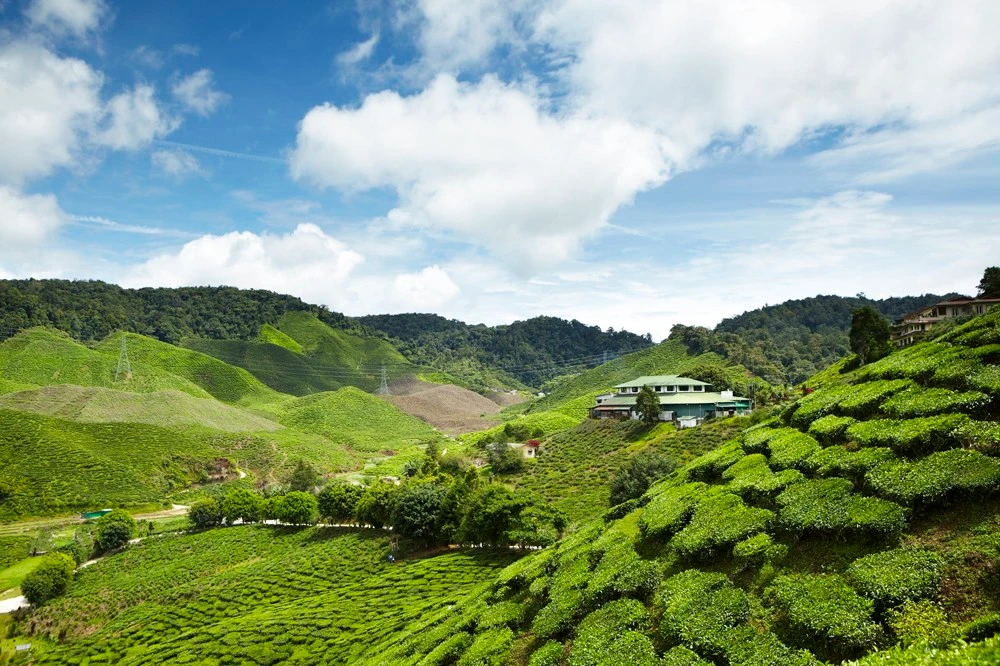 Cao nguyên Cameron xanh mát với những đồi chè.