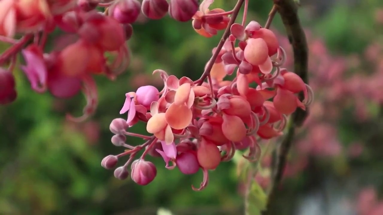Hoa ô môi ảnh 1 Hoa ô môi.