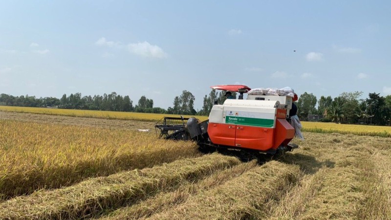 Thu hoạch lúa tại xã Vọng Đông, huyện Thoại Sơn, tỉnh An Giang. Thu hoạch lúa tại xã Vọng Đông, huyện Thoại Sơn, tỉnh An Giang.