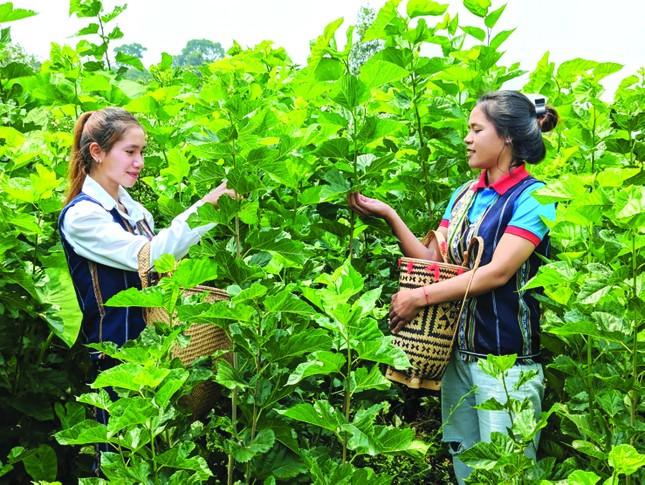 Dâu tằm "bén duyên" vùng đất Lâm Hà, tỉnh Lâm Đồng Dâu tằm "bén duyên" vùng đất Lâm Hà, tỉnh Lâm Đồng