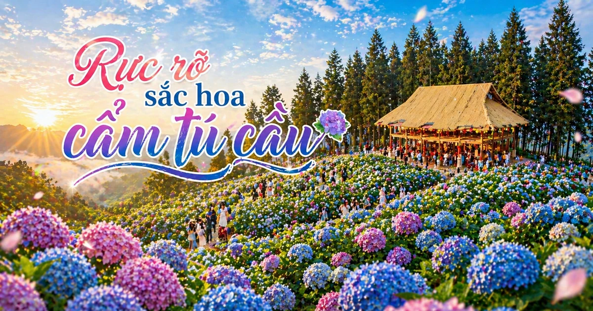 Rực rỡ sắc hoa cẩm tú cầu
