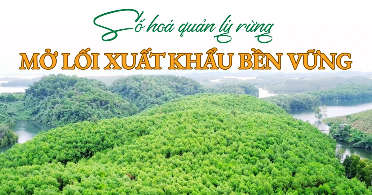 Số hoá quản lý rừng - Mở lối xuất khẩu bền vững | Báo Lào Cai điện tử