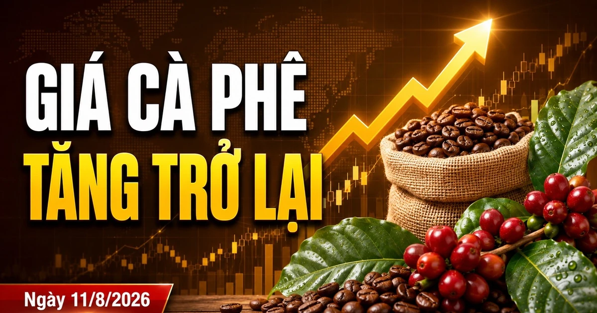 Giá cà phê hôm nay 11/8: Tây Nguyên tăng tới 300 đồng/kg