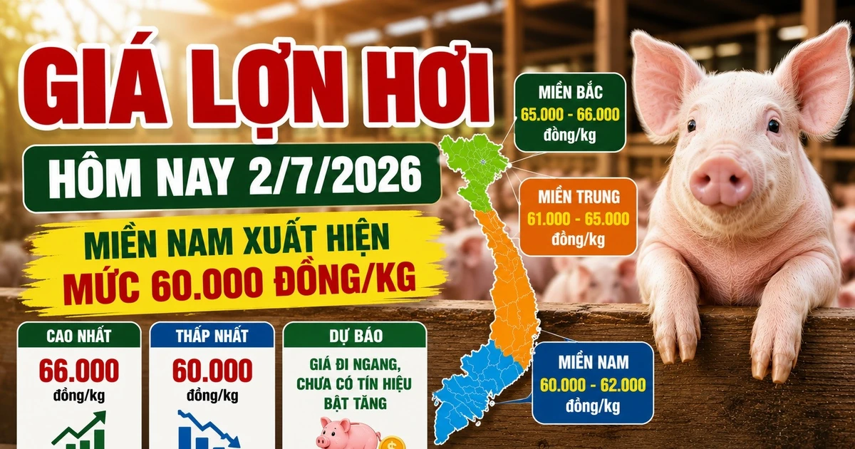 Giá lợn hơi hôm nay 2/7: Nhiều nơi giảm về 60.000 đồng/kg