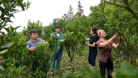 Gieo mầm xanh trên núi đá