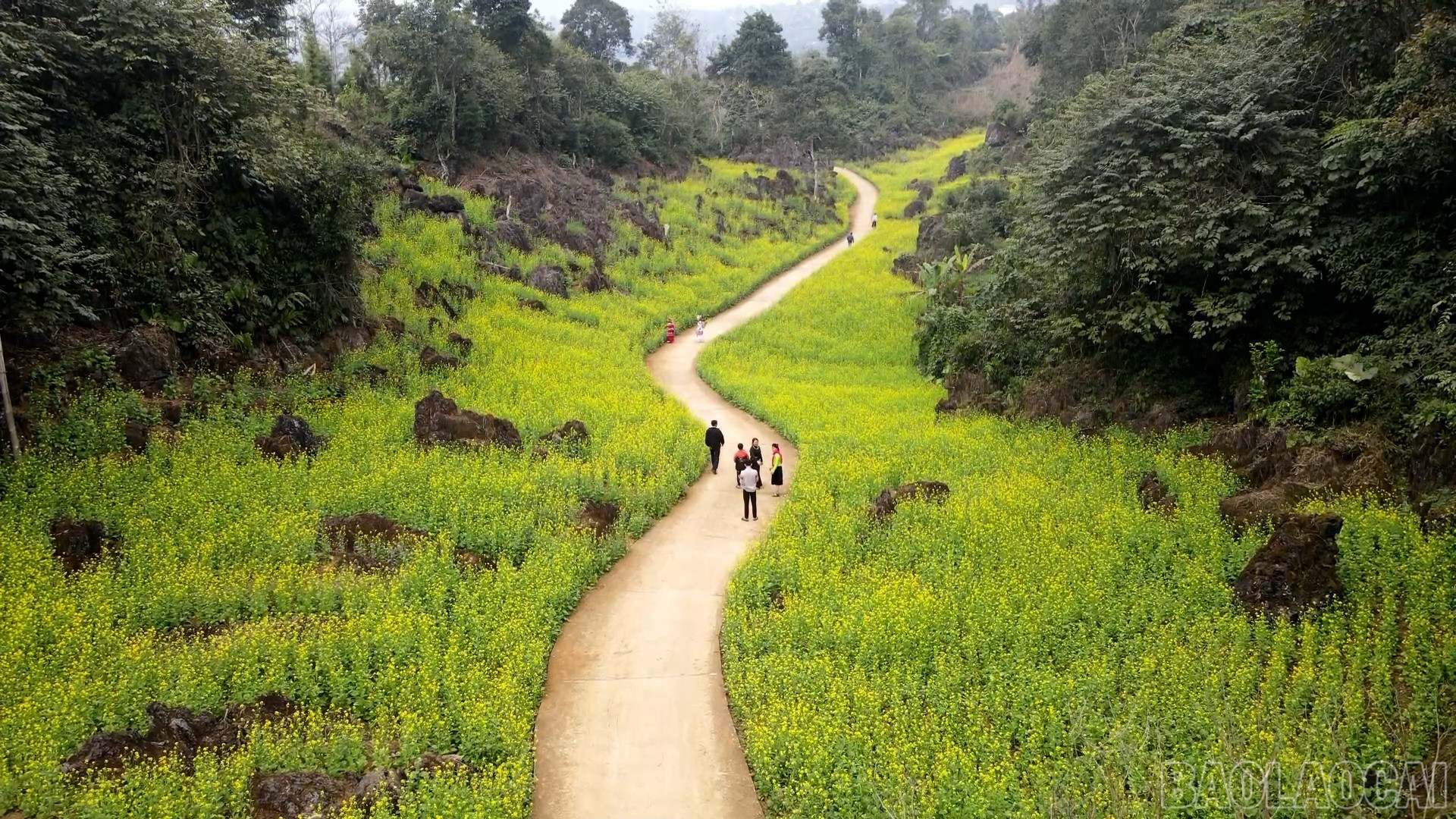Mùa hoa cải ở Suối Giàng.