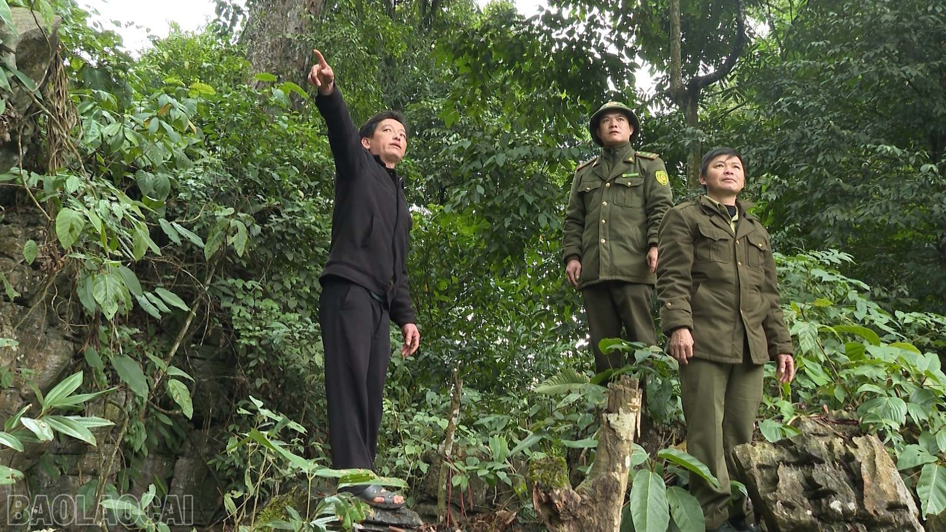 Лесники и группы охраны лесов проводят инспекцию и выявляют районы с высоким риском возникновения пожаров во время праздника Тет. baolaocai-bl_anh-8-to-bao-v-rung-coc-ly.png