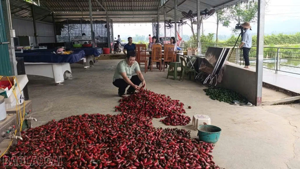baolaocai-bl_ket-hop-nuoi-trong-thuy-san-va-trong-ot-anh-ha-duc-toan-co-nguon-thu-tren-300-trieu-dong-moi-nam-7783.jpg