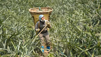 Niềm vui trên những nương dứa