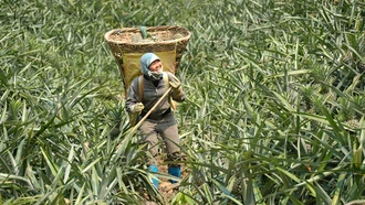 Niềm vui trên những nương dứa